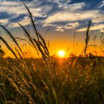 database of weeds agriculture