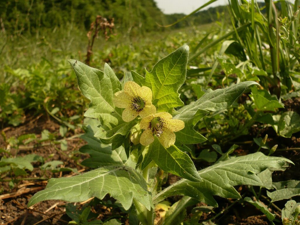 Black henbane in flower