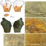 Micrographs showing wear traces on a tool used by Neanderthals during the Middle Palaeolithic period. Locations of the micrographs on the artifact are indicated in the drawing (upper left) in red. a) Polish, or sheen, on the active edge of the tool handle. b) Polish under colorant stains within the zone covered by adhesive. c) Ridge between concave surfaces formed by the removal of bits of stone that were removed—rather than worn away naturally. d) Dulled out or worn down ridge in the graspable zone that was covered with an adhesive. A comparison of (c) and (d) indicates that the worn out portion is within the area covered by designed adhesive grip. Images are shown in microns. Credits: Drawing by D. Greinert, Staatliche Museen zu Berlin