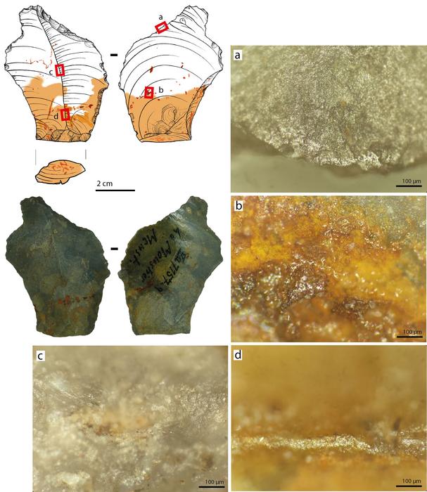 Micrographs showing wear traces on a tool used by Neanderthals during the Middle Palaeolithic period. Locations of the micrographs on the artifact are indicated in the drawing (upper left) in red. a) Polish, or sheen, on the active edge of the tool handle. b) Polish under colorant stains within the zone covered by adhesive. c) Ridge between concave surfaces formed by the removal of bits of stone that were removed—rather than worn away naturally. d) Dulled out or worn down ridge in the graspable zone that was covered with an adhesive. A comparison of (c) and (d) indicates that the worn out portion is within the area covered by designed adhesive grip. Images are shown in microns. Credits: Drawing by D. Greinert, Staatliche Museen zu Berlin