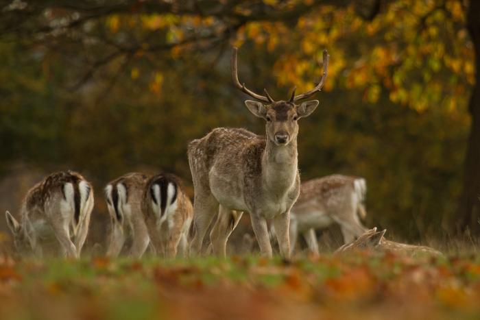 Image of a Fallow Deer. Photo Credits: Luke Saddler