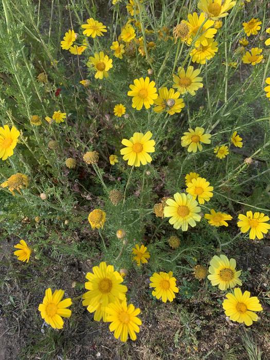 Flowering Crown Daisy Photo Credits: Dr. Suembikya Frumin