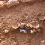 plant seed fruit Gath - Tell es-Safi Temple offerings - miniature as well as food serving vessels, and a shell of marine mollusc, Tonna galea found in one of the temples Photo Credits: Prof. Aren Maeir