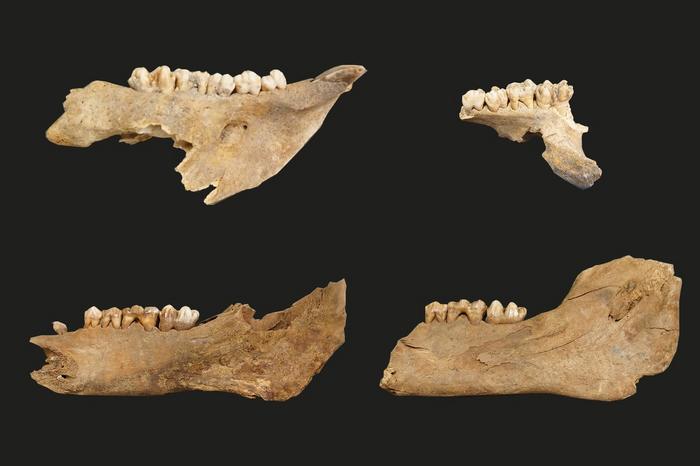 A selection of pig jaw specimens analyzed in the study. Photo by J.Wang et al. 