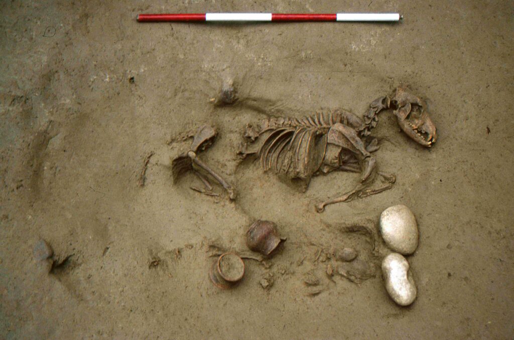 Burial 19: joint interment of a dog and a human perinate. Photo by S.R. Thompson, courtesy of SABAP-VR Soprintendenza archeologia, belle arti e paesaggio per le province di Verona, Rovigo e Vicenza. Laffranchi et al., 2024, CC-BY 4.0