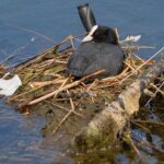 Coot nesting on bike on a lake in Copenhagen. Birds and humans also co-inhabited specific environments in our prehistory, new research shows. Credits: Lisa Yeomans