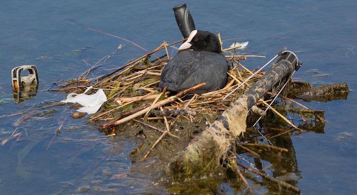Coot nesting on bike on a lake in Copenhagen. Birds and humans also co-inhabited specific environments in our prehistory, new research shows. Credits: Lisa Yeomans