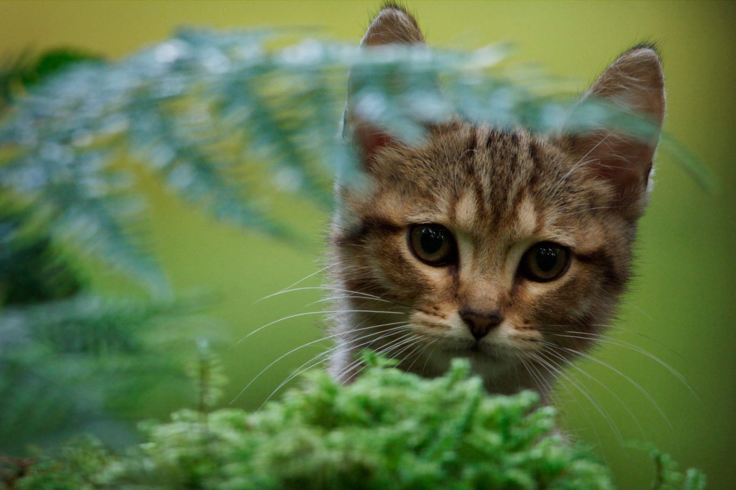 Vita da gatto - Crescere insieme è l’avventura più grande, di Guillaume Maidatchevsky