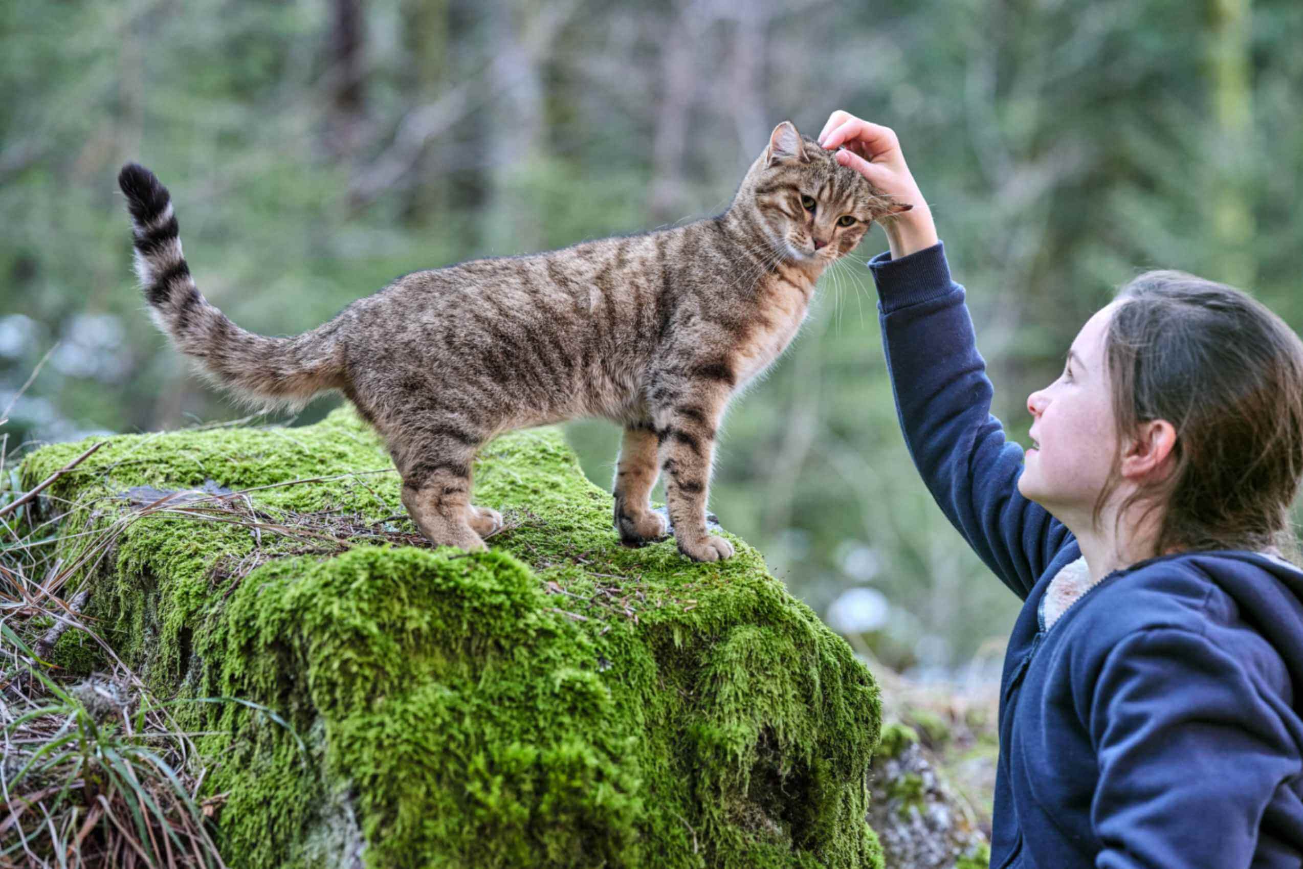 Vita da gatto - Crescere insieme è l’avventura più grande, di Guillaume Maidatchevsky