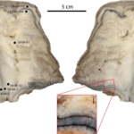 cueva de Points actividad humana Paleolítico superior Corte transversal de la estalagmita, detalle de las capas oscuras y puntos de análisis realizados/M. Richard et al.