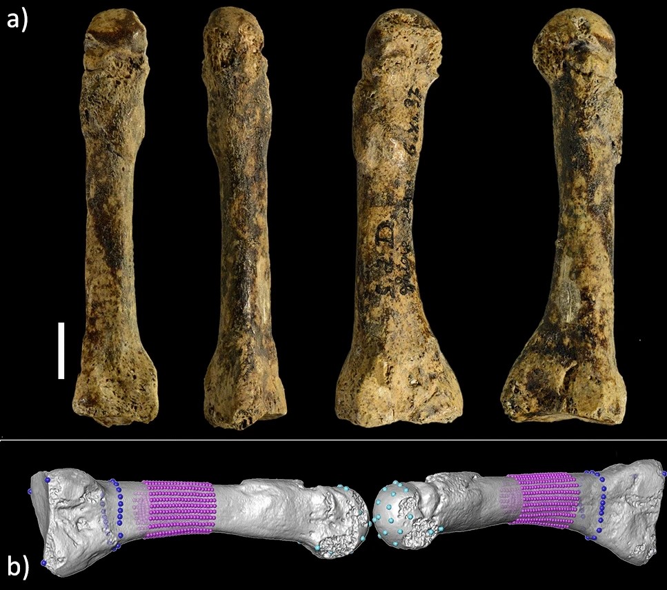 Grandi camminatori Pleistocene