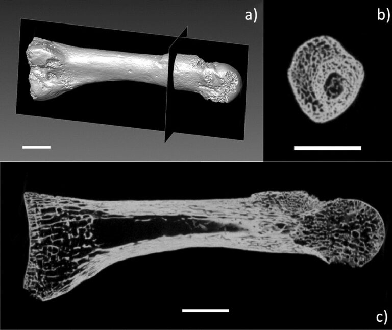 Grandi camminatori Pleistocene