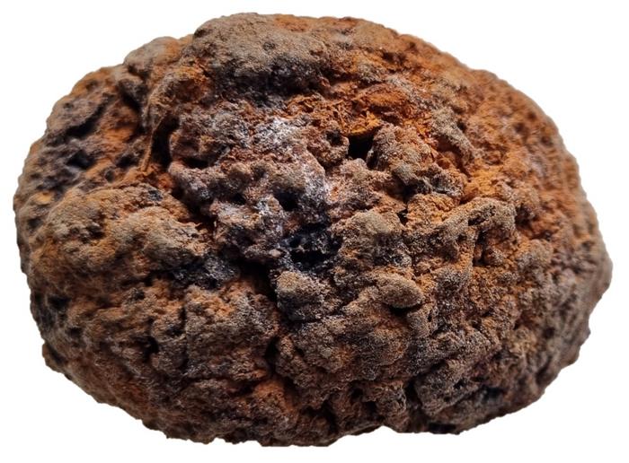 The whole, shrunken brain of an individual buried in the First Baptist Church of Philadelphia (Pennsylvania, USA), founded in 1698. More than 40 brains were excavated from this burial ground, which was inundated after a devastating yellow fever epidemic in the late 18th Century. Image credits: Alexandra L. Morton-Hayward