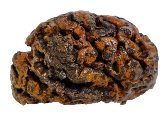 The 1,000 year-old brain of an individual excavated from the c. 10th Century churchyard of Sint-Maartenskerk (Ypres, Belgium). The folds of the tissue, which are still soft and wet, are stained orange with iron oxides. Image credits: Alexandra L. Morton-Hayward