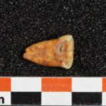 dietary practices Human tooth from the Taforalt Cave in Morocco, showing severe wear and caries. Credits: © Heiko Temming