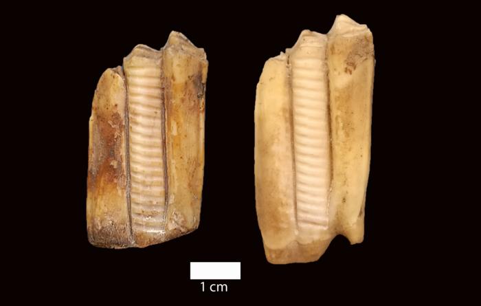 Iberian Peninsula livestock management strategies Dental pieces of sheep found in the Cueva de El Toro sampled for this study. Photo Credits: Alejandro Sierra, UAB