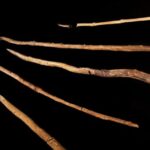 Spears from Schöningen in the exhibition at the Forschungsmuseum Schöningen. Photo Credits: Volker Minkus/MINKUSIMAGES, NLD