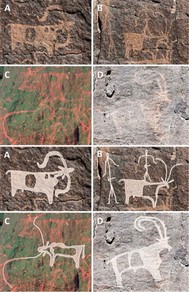 Species identifiable in the rock art of Umm Jirsan. (A) sheep (Panel 8); (B) goat and two stick figures with tools on their belts (Panel 8); (C) long-horned cattle (Panel 6), photo enhance. Credits: Stewart et al., 2024, PLOS ONE, CC-BY 4.0