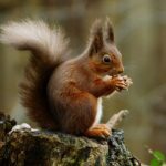 red squirrels England A Red Squirrel (Sciurus vulgaris) in the forest, seen at the Alverstone Mead Nature Reserve