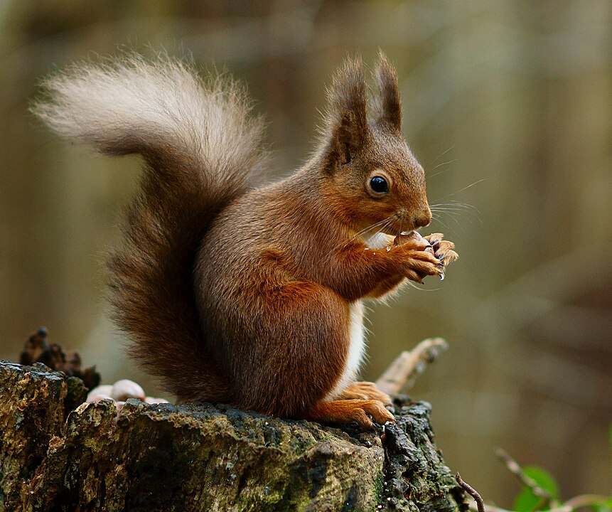 A Red Squirrel (Sciurus vulgaris) in the forest, seen at the Alverstone Mead Nature Reserve