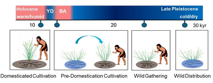 Conceptual model from rice exploitation to domestication since 30 kyr BP in the Lower Yangtze River region. Credits: ZHANG Jianping