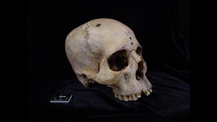 Skull and mandible 236, dating from between 2687 and 2345 BCE, belonged to a male individual aged 30 to 35. Image Credits: Tondini, Isidro, Camarós, 2024