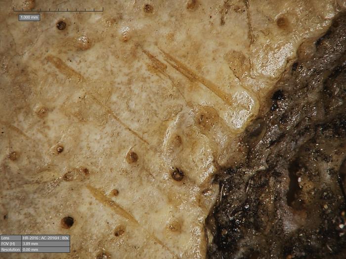 Cutmarks found on skull 236, probably made with a sharp object. Image Credits: Tondini, Isidro, Camarós, 2024.