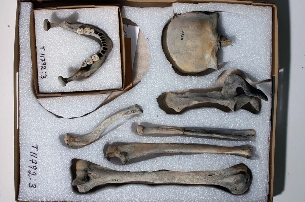 Bone remains from the Hitra man. Photo: Ole Bjørn Pedersen