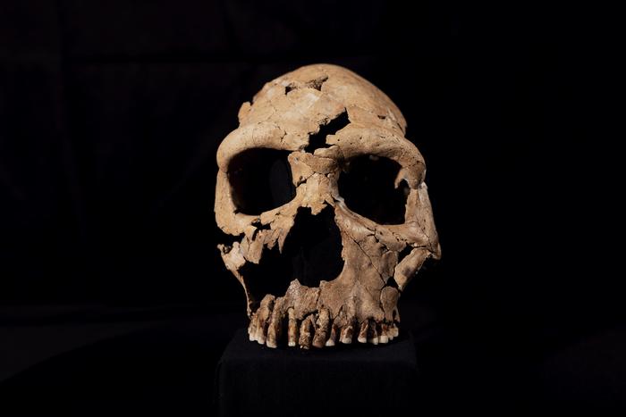 The skull of Shanidar Z, which has been reconstructed in the lab at the University of Cambridge. Credits: BBC Studios/Jamie Simonds