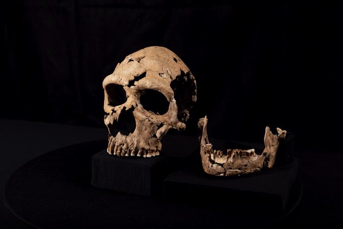 The skull of Shanidar Z, which has been reconstructed in the lab at the University of Cambridge. Credits: BBC Studios/Jamie Simonds