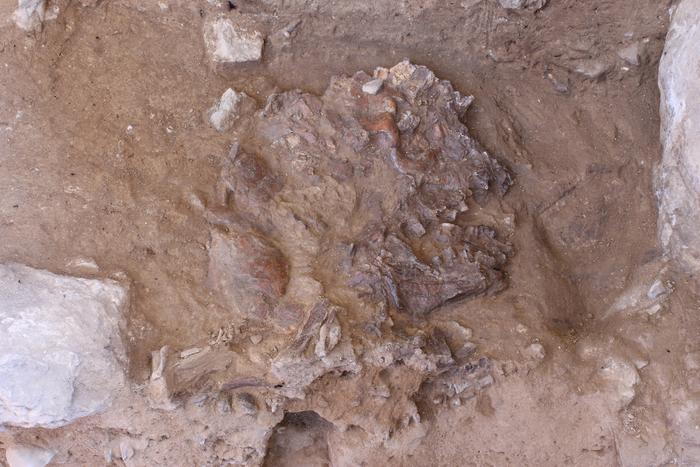 The skull of Shanidar Z, flattened by thousands of years of sediment and rock fall, in situ in Shanidar Cave, Iraqi Kurdistan. Credits: Prof Graeme Barker