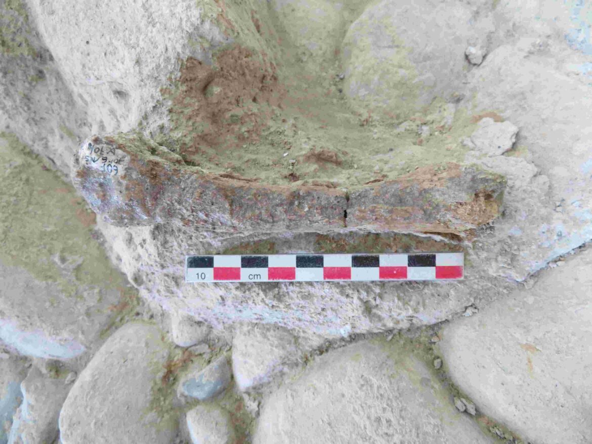 The cave lion specimen on the archaeosurface excavated from Notarchirico (Venosa, Italy). Photo: JQS, DOI 10.1002/jqs.3639