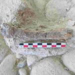 The cave lion specimen on the archaeosurface excavated from Notarchirico (Venosa, Italy). Photo: JQS, DOI 10.1002/jqs.3639