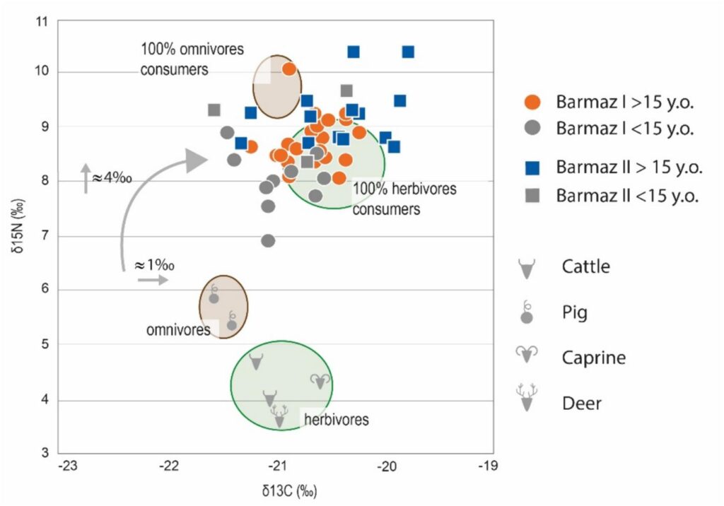 Neolithic Theoretical shifts and distribution of δ13C and δ15N values for all Barmaz individuals. Rosselet-Christ et al. 2024, CC BY 4.0