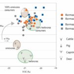 Néolithique Barmaz ressources alimentaires Neolithic Theoretical shifts and distribution of δ13C and δ15N values for all Barmaz individuals. Rosselet-Christ et al. 2024, CC BY 4.0