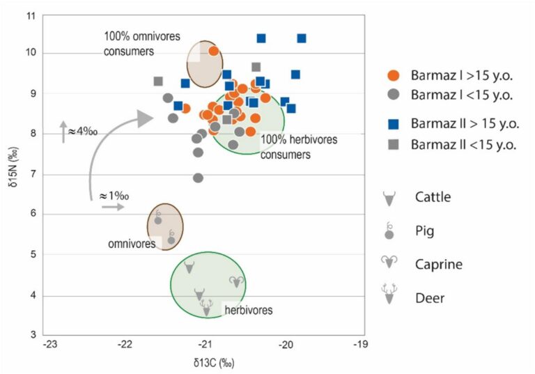 Néolithique Barmaz ressources alimentaires Neolithic Theoretical shifts and distribution of δ13C and δ15N values for all Barmaz individuals. Rosselet-Christ et al. 2024, CC BY 4.0