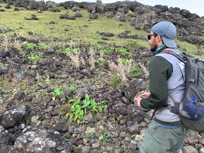 So-called rock gardens were key to feeding the population of Rapa Nui, today commonly known as Easter Island. Robert DiNapoli, coauthor of a new study on the gardens, inspects one. Photo by Carl Lipo