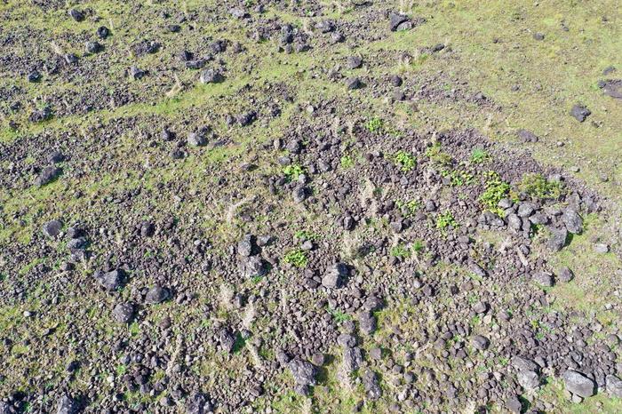 Rock garden on Easter Island. Credits: Carl Lipo