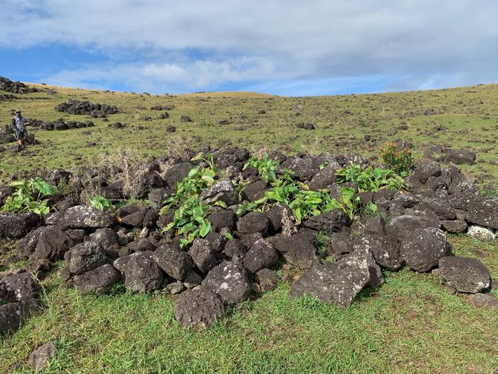 Rock garden on Easter Island. Credits: Carl Lipo
