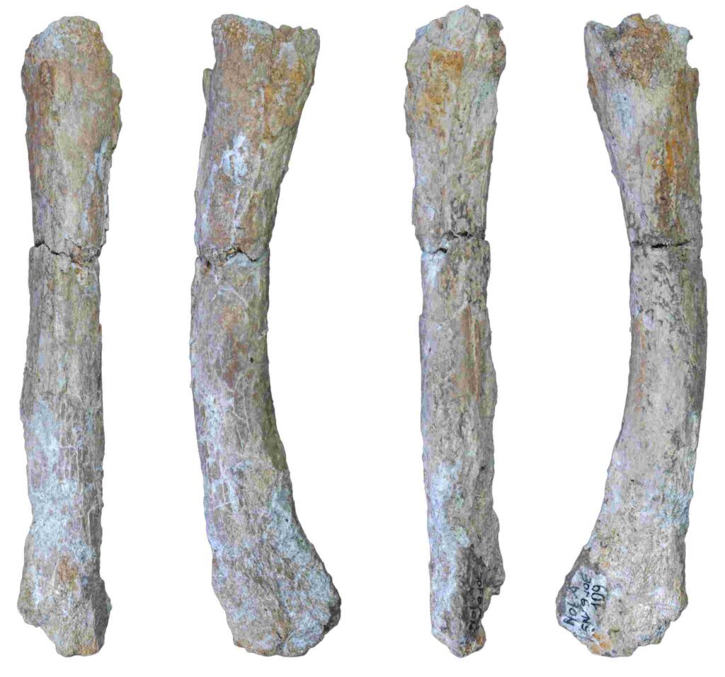 The newly identified metatarsal of the extinct cave lion Panthera spelaea from Notarchirico (Venosa, Italy). The preserved portion of the specimen measures approximately 14 cm. Photos: JQS, DOI 10.1002/jqs.3639
