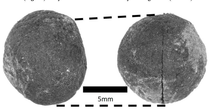 One unusual crop that Mueller uncovered was field pea, burnt but perfectly intact. Peas were not previously considered to be part of early agriculture in this region. Credits: Courtesy of Proc. Royal Soc. B