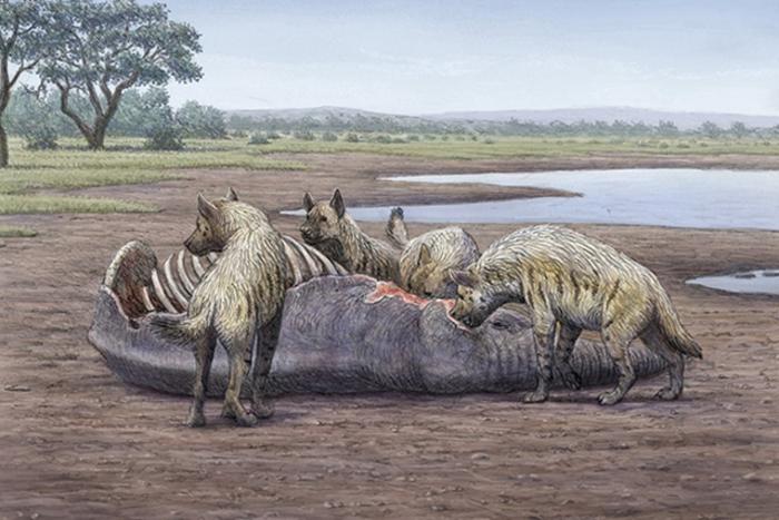 Located at Fuente Nueva-3, this Early Pleistocene site contains some of the earliest evidence of human presence in Western Europe. Credits: Dibujo Mauricio Antón Hienas+Mamut-Color