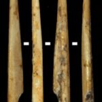 A new study shows how Early Pyrenean Neolithic groups at Coro Trasito applied species selection strategies to produce bone artefacts Deer projectile tip (Cervus elaphus) analysed in the study. Credit: UAB