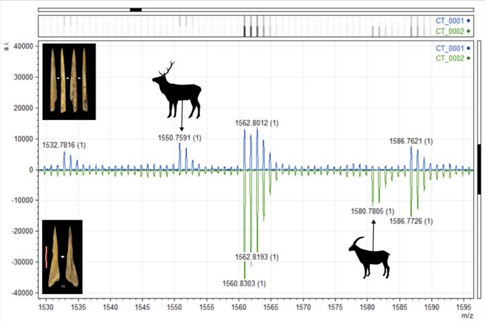 Illustration of the mass spectrometry analysis graph that has allowed the taxonomic identification of the species (cervids or goats) of the tools analysed. Credit: UAB