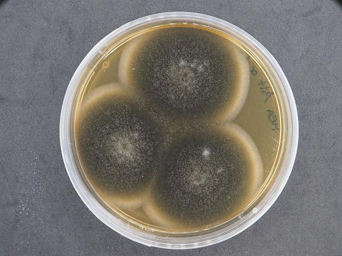 Fungus culture: Alternaria sp. NS4. Credits: Laura Rabbachin, INTK, Academy of Fine Arts, Vienna