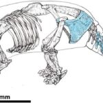 Drawing of a Neosclerocalyptus skeleton highlighting cut-marked skeletal elements in light blue found at the CRS-10 specimen. Credits: Del Papa et al., 2024, PLoS ONE, CC-BY 4.0