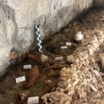 Non si fermano le analisi all’interno della Tomba del Cerbero recentemente scoperta nel territorio di Giugliano dalla SABAP Napoli. Foto Soprintendenza Archeologia, Belle Arti e Paesaggio per l'area metropolitana di Napoli