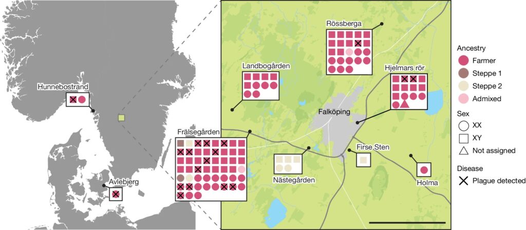 Overview of sample locations. Each individual is represented by coloured shapes, with squares and circles representing males and females, respectively, and triangles representing sex unknown. Colours indicate genetic ancestry and black crosses designate plague-positive individuals. Scale bar, 5 km. Credits: Seersholm, F.V., Sjögren, KG., Koelman, J. et al. 2024, CC BY 4.0