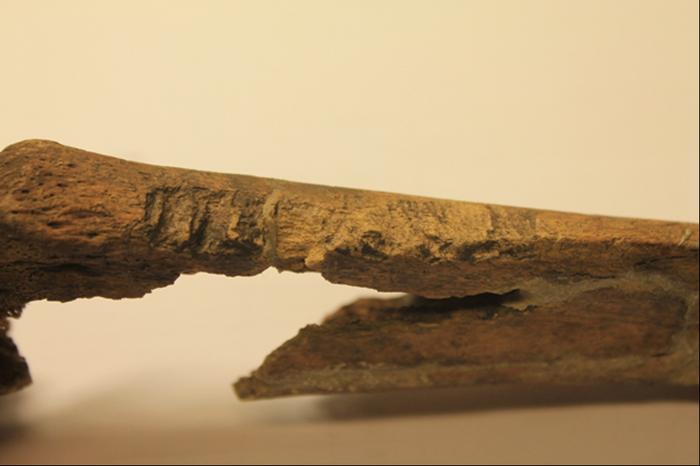 From the Viking skeletal study: Weapon related lesions identified on sacrum side and tibia. Credits: Lisa Mariann Strand