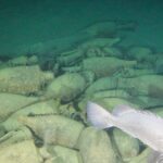 relitti Mar Tirreno robot Anfore Dressel 1b